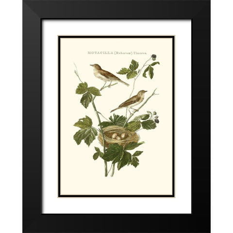 Nozeman White Throat Blackberry Black Modern Wood Framed Art Print with Double Matting by Nozeman