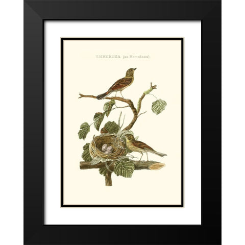 Nozeman Common Teal Nest Black Modern Wood Framed Art Print with Double Matting by Nozeman