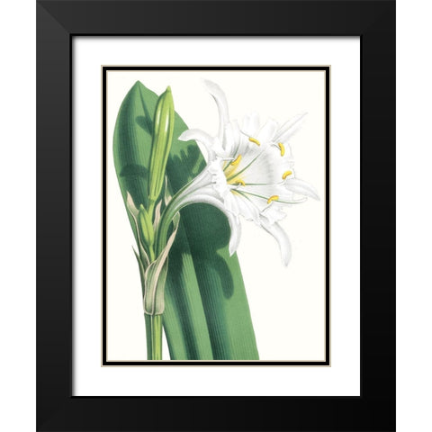 Floral Beauty I Black Modern Wood Framed Art Print with Double Matting by Vision Studio