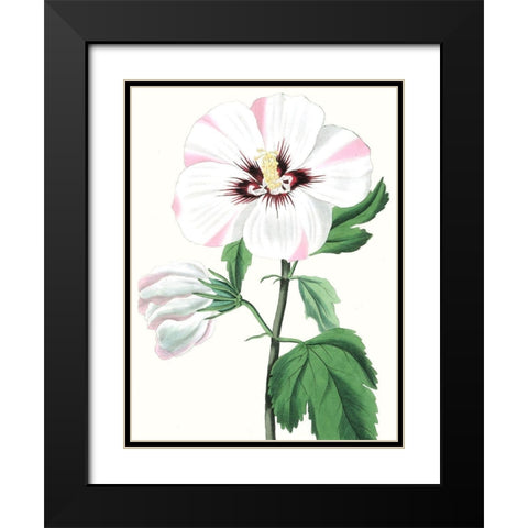 Floral Beauty III Black Modern Wood Framed Art Print with Double Matting by Vision Studio