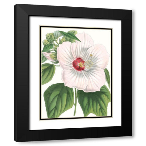 Floral Beauty IV Black Modern Wood Framed Art Print with Double Matting by Vision Studio
