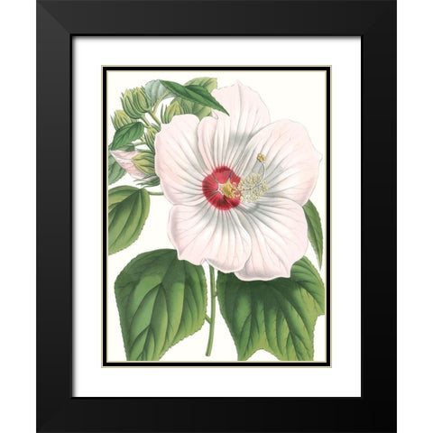 Floral Beauty IV Black Modern Wood Framed Art Print with Double Matting by Vision Studio