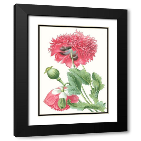 Floral Beauty V Black Modern Wood Framed Art Print with Double Matting by Vision Studio