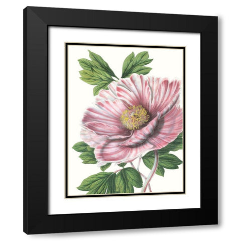 Floral Beauty VI Black Modern Wood Framed Art Print with Double Matting by Vision Studio