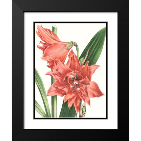 Floral Beauty VII Black Modern Wood Framed Art Print with Double Matting by Vision Studio