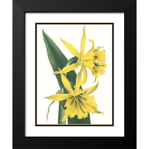 Floral Beauty VIII Black Modern Wood Framed Art Print with Double Matting by Vision Studio