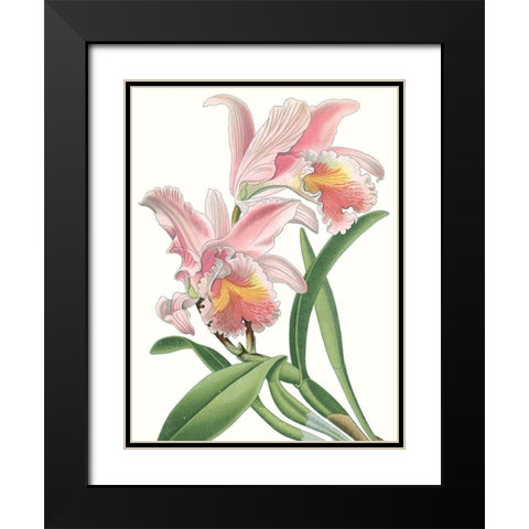 Floral Beauty IX Black Modern Wood Framed Art Print with Double Matting by Vision Studio