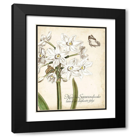 Narcissus Botanique I Black Modern Wood Framed Art Print with Double Matting by Vision Studio