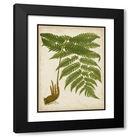 Fern Trio II Black Modern Wood Framed Art Print with Double Matting by Vision Studio