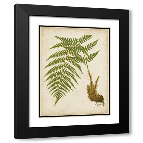 Fern Trio III Black Modern Wood Framed Art Print with Double Matting by Vision Studio