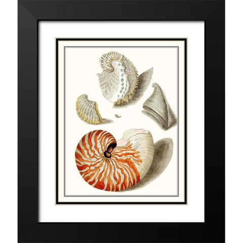 Collected Shells I Black Modern Wood Framed Art Print with Double Matting by Vision Studio