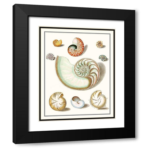 Collected Shells II Black Modern Wood Framed Art Print with Double Matting by Vision Studio