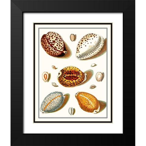 Collected Shells III Black Modern Wood Framed Art Print with Double Matting by Vision Studio