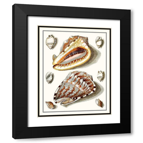 Collected Shells IV Black Modern Wood Framed Art Print with Double Matting by Vision Studio