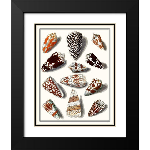 Collected Shells V Black Modern Wood Framed Art Print with Double Matting by Vision Studio