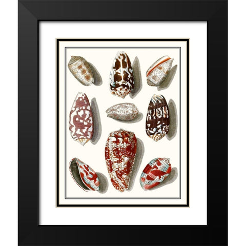 Collected Shells VI Black Modern Wood Framed Art Print with Double Matting by Vision Studio