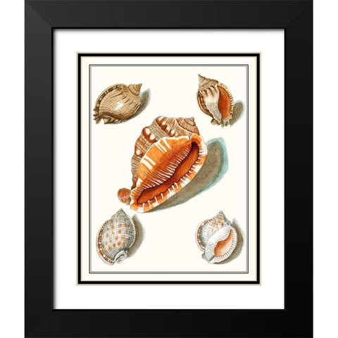 Collected Shells VII Black Modern Wood Framed Art Print with Double Matting by Vision Studio
