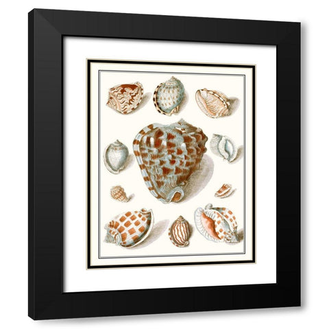 Collected Shells VIII Black Modern Wood Framed Art Print with Double Matting by Vision Studio