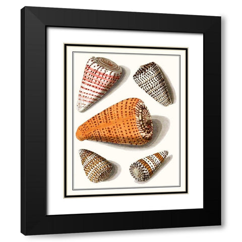 Collected Shells IX Black Modern Wood Framed Art Print with Double Matting by Vision Studio