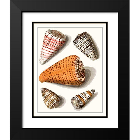 Collected Shells IX Black Modern Wood Framed Art Print with Double Matting by Vision Studio