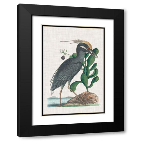 Catesby Heron I Black Modern Wood Framed Art Print with Double Matting by Catesby, Mark