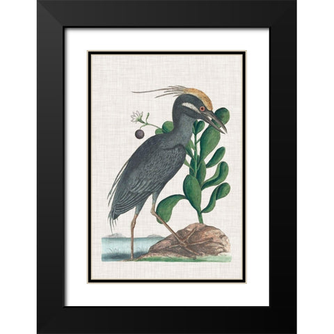Catesby Heron I Black Modern Wood Framed Art Print with Double Matting by Catesby, Mark