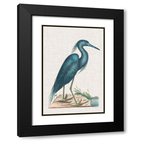 Catesby Heron II Black Modern Wood Framed Art Print with Double Matting by Catesby, Mark