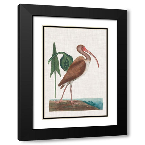 Catesby Heron V Black Modern Wood Framed Art Print with Double Matting by Catesby, Mark