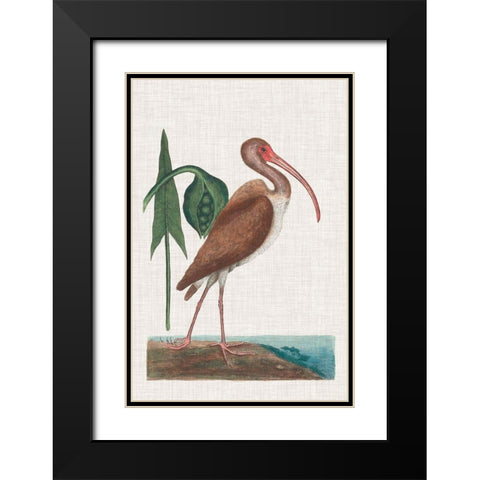 Catesby Heron V Black Modern Wood Framed Art Print with Double Matting by Catesby, Mark