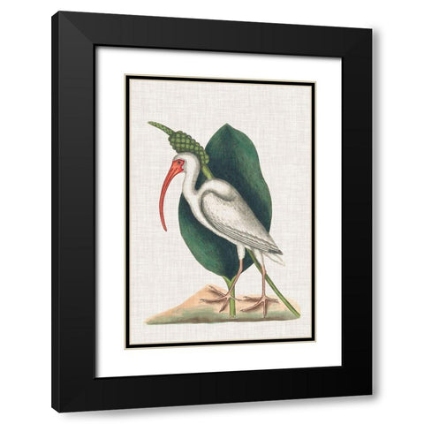 Catesby Heron VI Black Modern Wood Framed Art Print with Double Matting by Catesby, Mark
