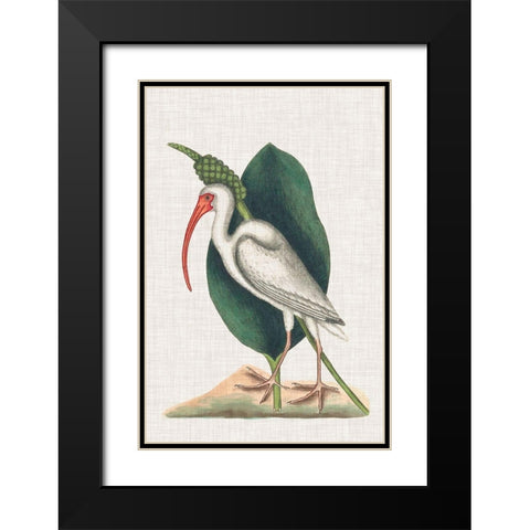 Catesby Heron VI Black Modern Wood Framed Art Print with Double Matting by Catesby, Mark