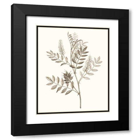 Neutral Botanical Study III Black Modern Wood Framed Art Print with Double Matting by Vision Studio