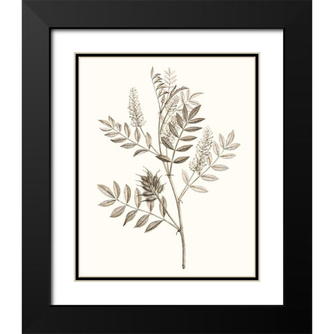 Neutral Botanical Study III Black Modern Wood Framed Art Print with Double Matting by Vision Studio