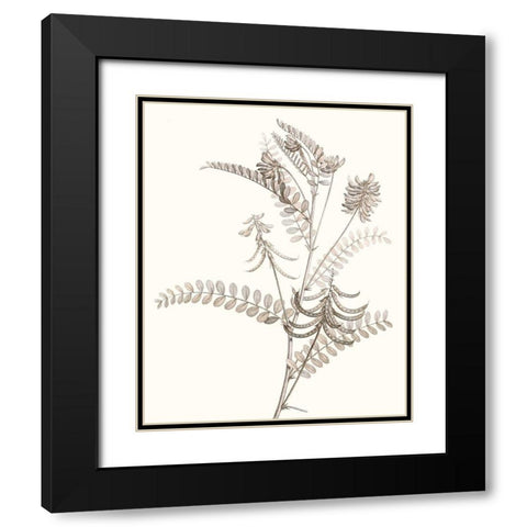 Neutral Botanical Study VII Black Modern Wood Framed Art Print with Double Matting by Vision Studio