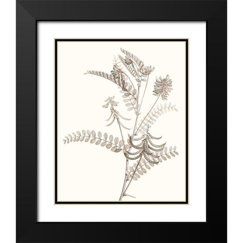 Neutral Botanical Study VII Black Modern Wood Framed Art Print with Double Matting by Vision Studio