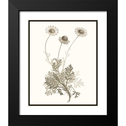 Neutral Botanical Study VIII Black Modern Wood Framed Art Print with Double Matting by Vision Studio