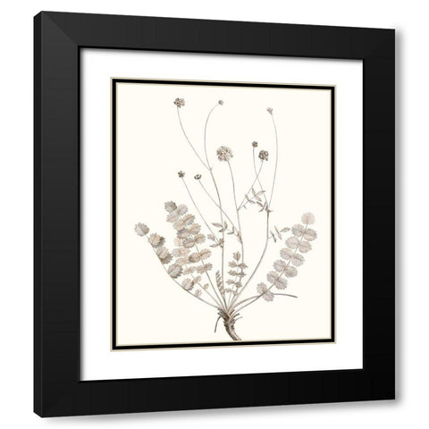 Neutral Botanical Study IX Black Modern Wood Framed Art Print with Double Matting by Vision Studio