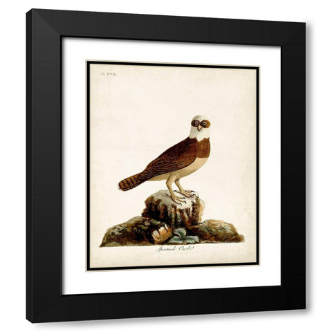 Spectacle Owl Black Modern Wood Framed Art Print with Double Matting by Latham, John