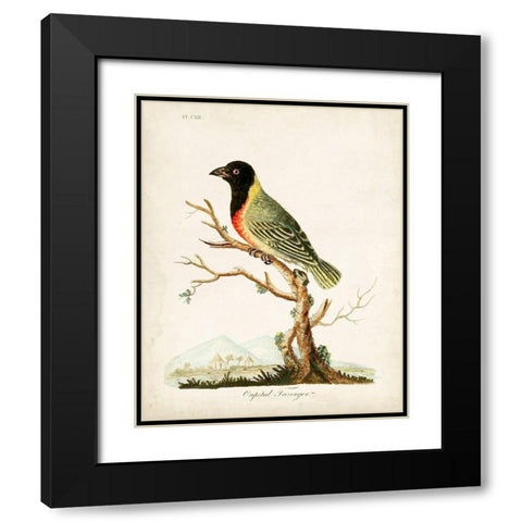 Capital Tanager Black Modern Wood Framed Art Print with Double Matting by Latham, John
