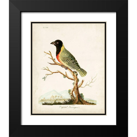 Capital Tanager Black Modern Wood Framed Art Print with Double Matting by Latham, John