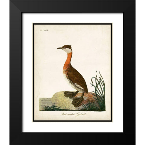Red-Necked Grebe Black Modern Wood Framed Art Print with Double Matting by Latham, John