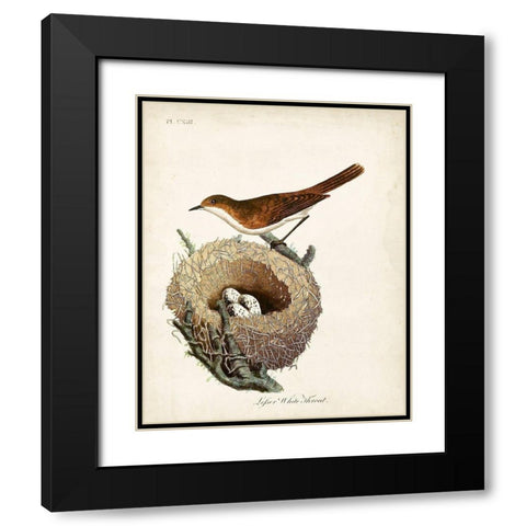 Lesser White-Throat and Nest Black Modern Wood Framed Art Print with Double Matting by Latham, John