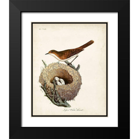 Lesser White-Throat and Nest Black Modern Wood Framed Art Print with Double Matting by Latham, John