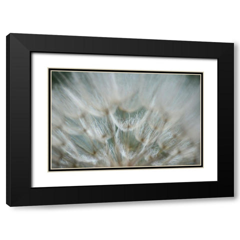 Macro Dandilion V Black Modern Wood Framed Art Print with Double Matting by Stramel, Renee W.