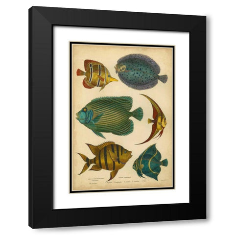 Goldsmiths Spinous Fishes Black Modern Wood Framed Art Print with Double Matting by Goldsmith