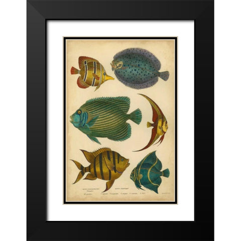 Goldsmiths Spinous Fishes Black Modern Wood Framed Art Print with Double Matting by Goldsmith