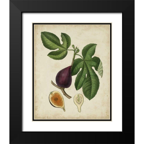 Non-Embellished Antique Fig Tree Black Modern Wood Framed Art Print with Double Matting by Weddell