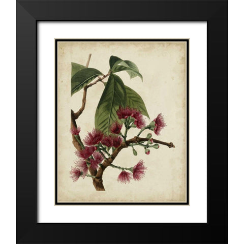 Non-Embellished Antique Fringe Tree Black Modern Wood Framed Art Print with Double Matting by Weddell