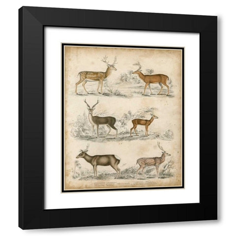 Non-Embellished Species of Deer Black Modern Wood Framed Art Print with Double Matting by Unknown