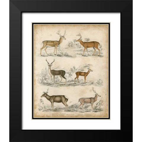 Non-Embellished Species of Deer Black Modern Wood Framed Art Print with Double Matting by Unknown